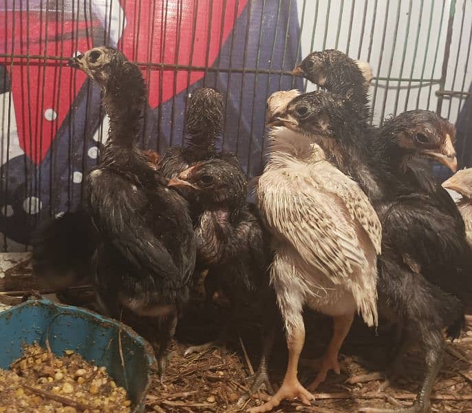 shamo×thai chicks/ shamoo male /Thai female/ chick/ chuza/ top quality 7