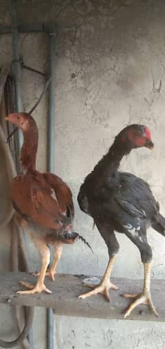 aseel mianwali chick's for sale