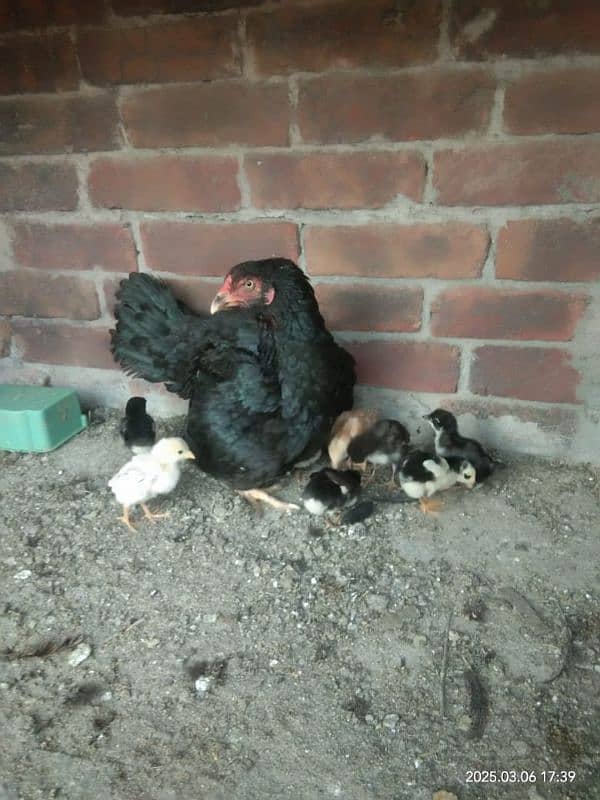 aseel mianwali chick's for sale 1