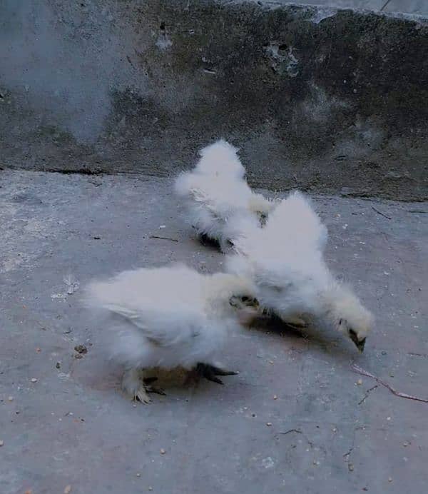 white silky chiks  5 0