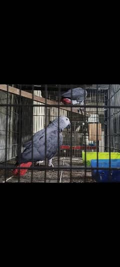 AFRICAN GREY - FRESH PAIR