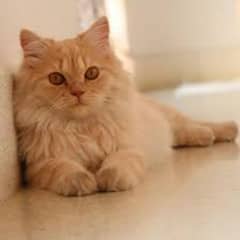 for sale persion cat male for sale tame ha