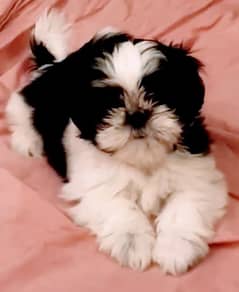 Shih Tzu / Shitzu Highly Pedigreed Puppy.