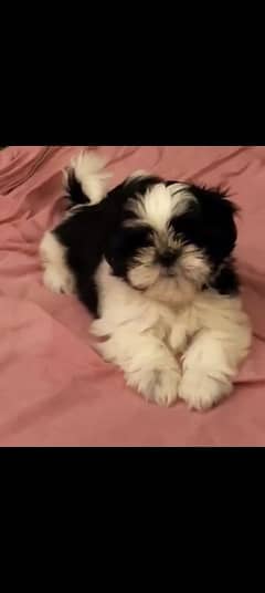 Shih Tzu Pedigreed Puppies For Sale.