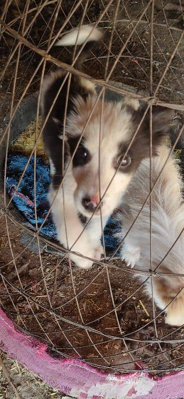 shitzu puppy pair black and white male and white female 4