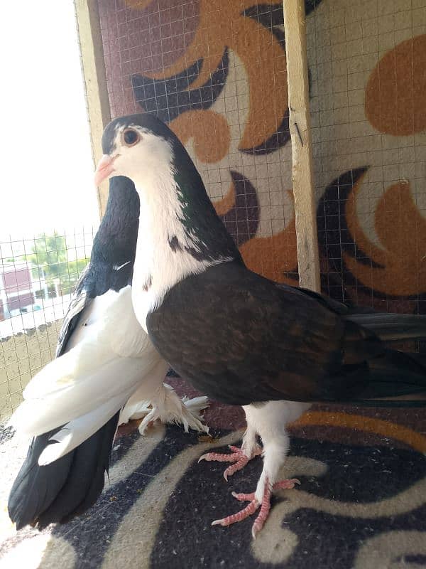 7 nasal k pigeons l Fancy l Confirm Breader l Healthy active l 10