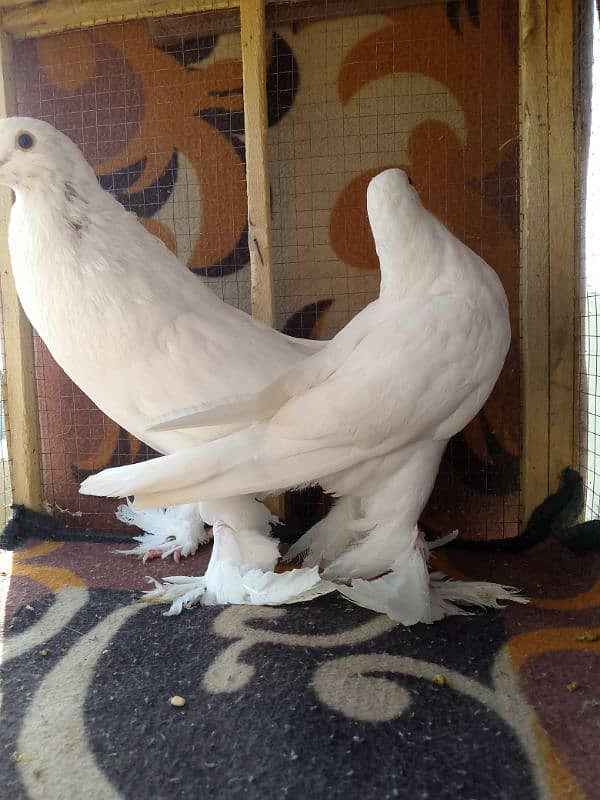 7 nasal k pigeons l Fancy l Confirm Breader l Healthy active l 12