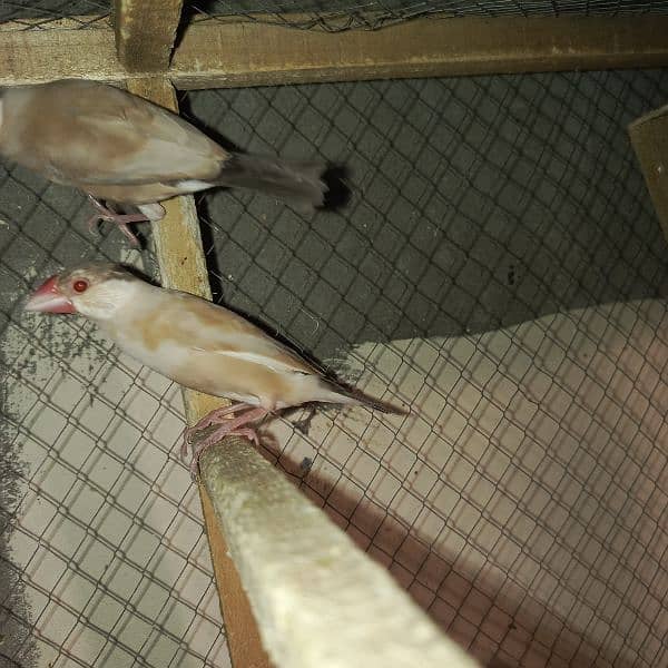 Fawn java finches 2