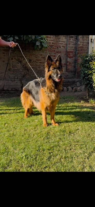 German shepherd breeder females 1