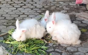 4 Months English Angora 2 female 1 Male