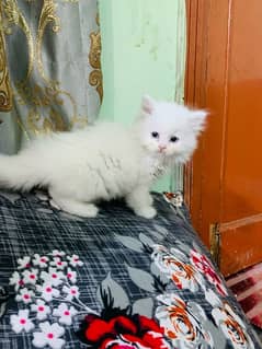 persian kitten