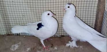 Fancy pigeon