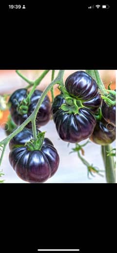 Rare Black Tomatoes- Imported seeds from UK Ready plant