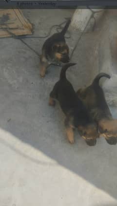 I am selling dogs  baby