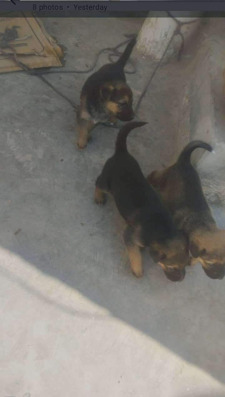 I am selling dogs  baby 0