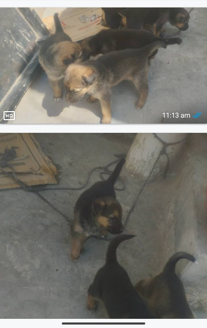 I am selling dogs  baby 1