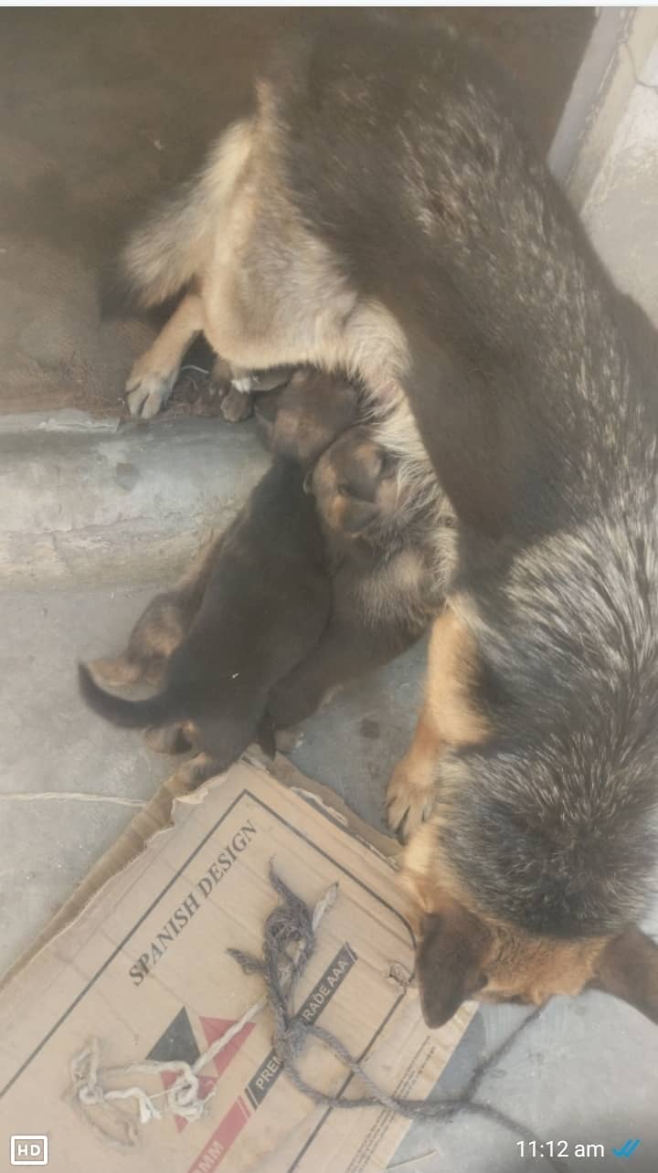 I am selling dogs  baby 2