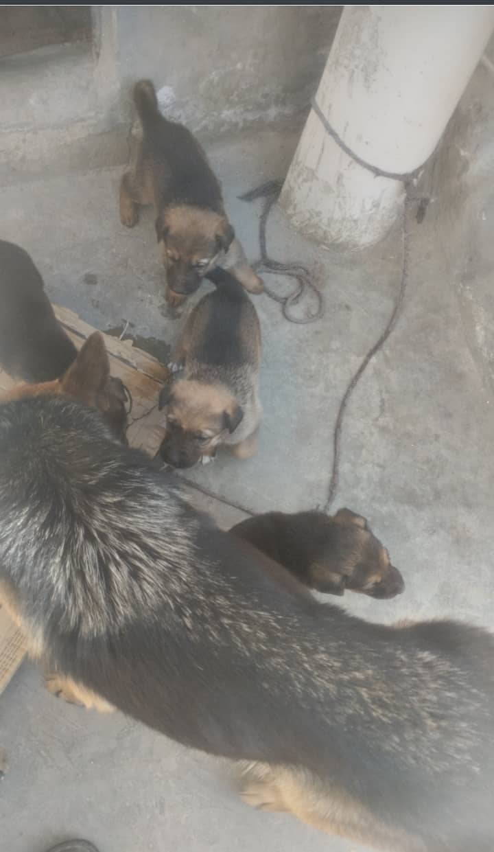 I am selling dogs  baby 3