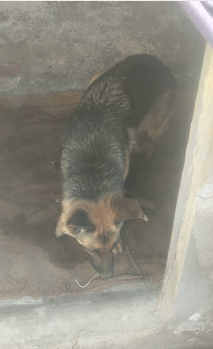 I am selling dogs  baby 4