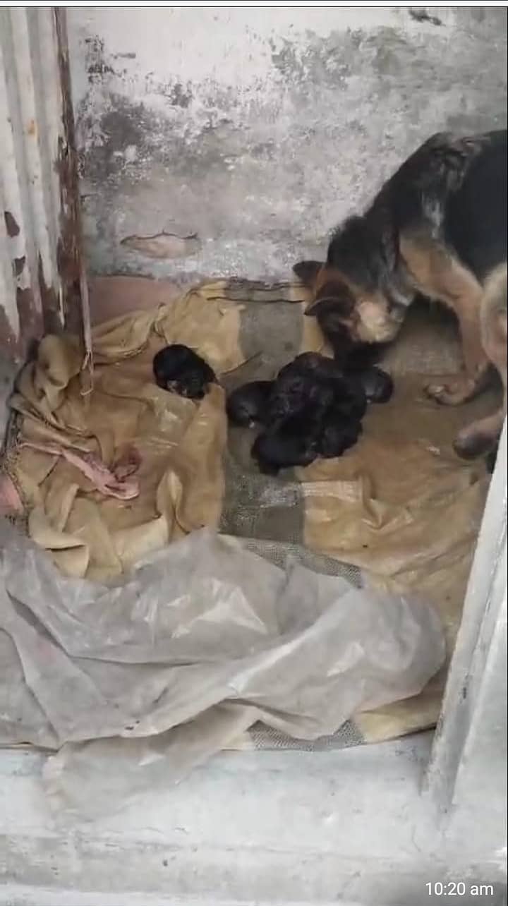 I am selling dogs  baby 5