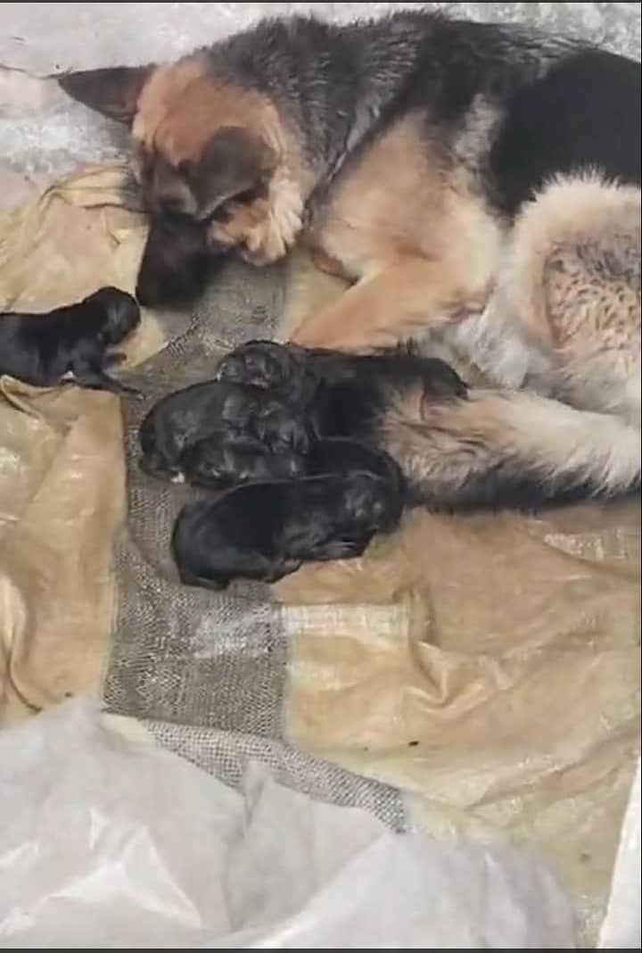 I am selling dogs  baby 6