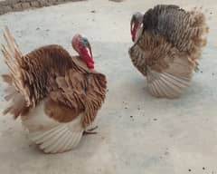 turkeys