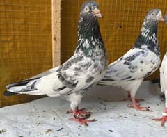 teddy Pigeons bredr pair