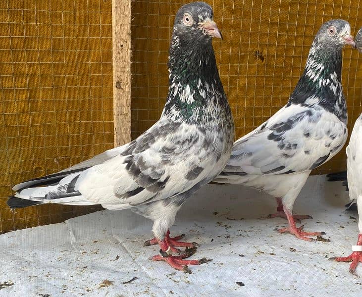 teddy Pigeons bredr pair 0