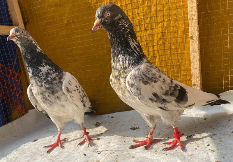 teddy Pigeons bredr pair 2