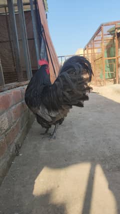 Australorp chicks Lakenvelder german rare breed