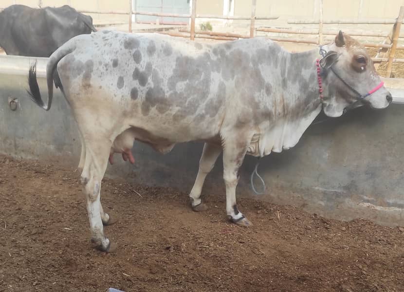 Cow for Sale. 7-8KG milk per time 2