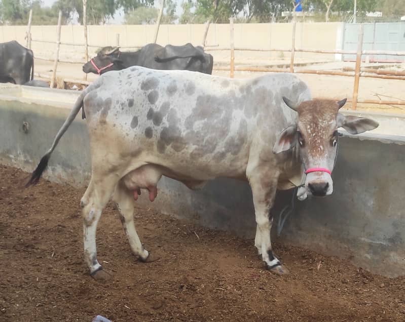 Cow for Sale. 7-8KG milk per time 3