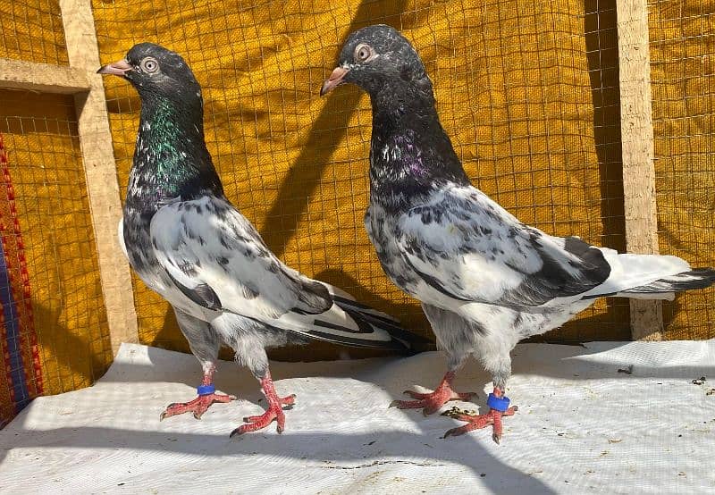 teddy Pigeons bredr pair 7