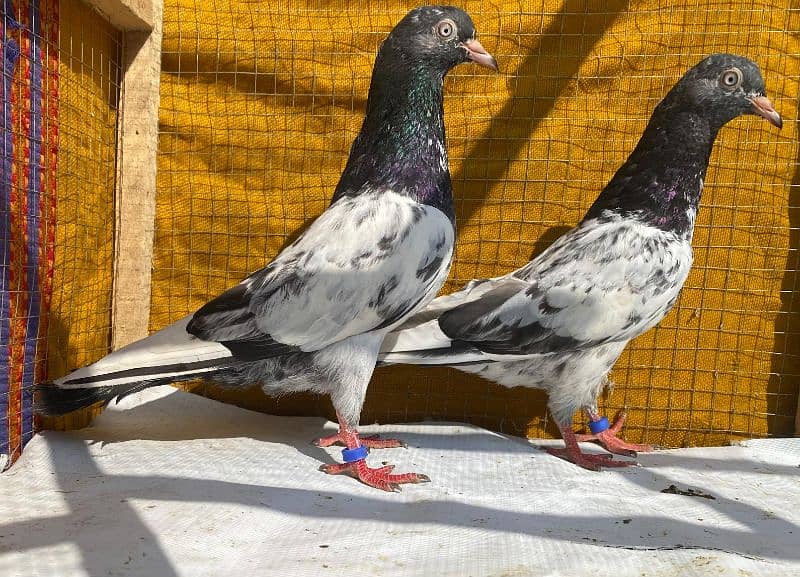 teddy Pigeons bredr pair 8