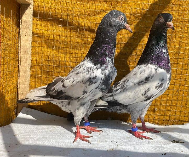 teddy Pigeons bredr pair 9