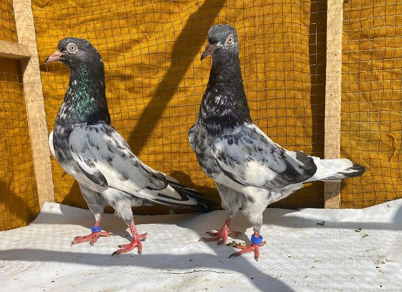 teddy Pigeons bredr pair 10