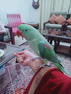 selling raw parrot. . full active and playful. . hand tamed. .