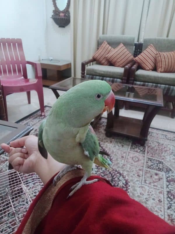 selling raw parrot. . full active and playful. . hand tamed. . 1