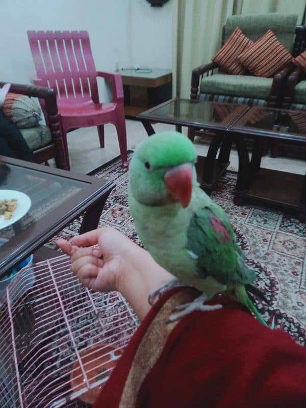 selling raw parrot. . full active and playful. . hand tamed. . 2