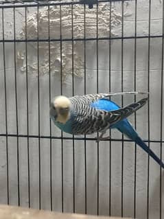 Blue White Budgies Pair