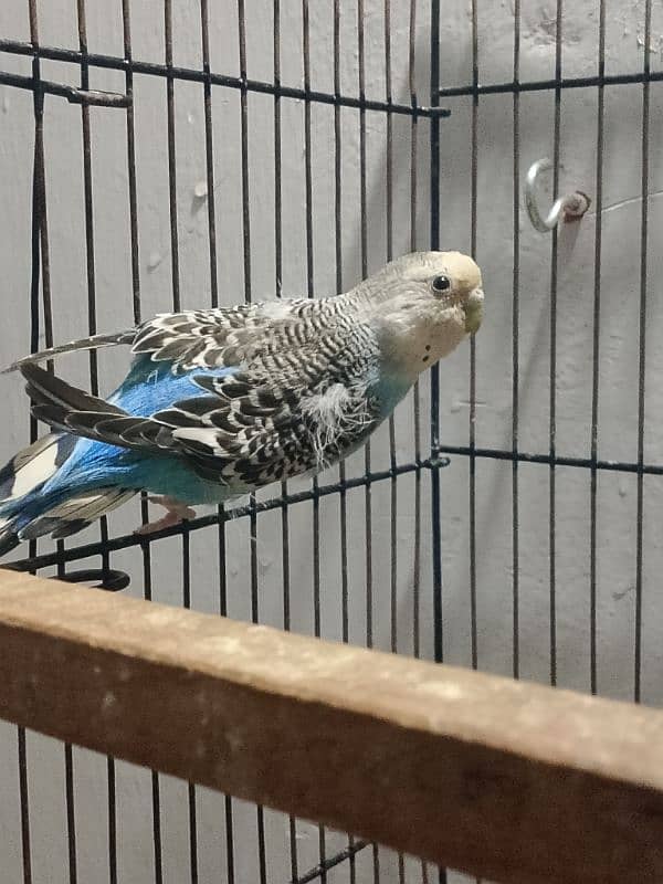 Blue White Budgies Pair 1