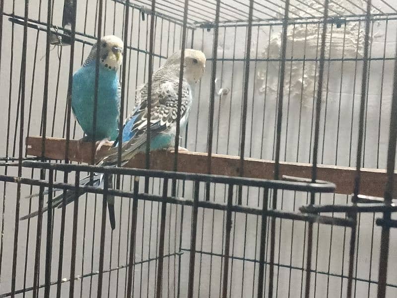 Blue White Budgies Pair 2