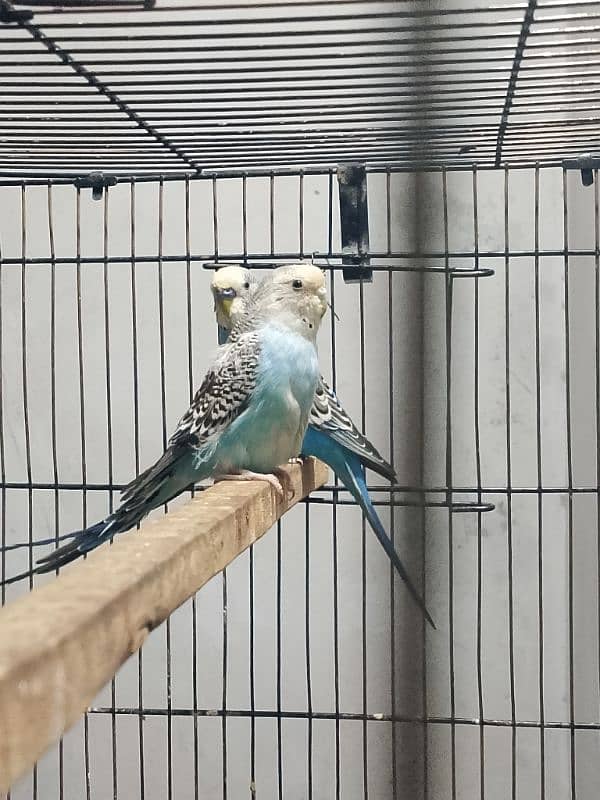 Blue White Budgies Pair 3