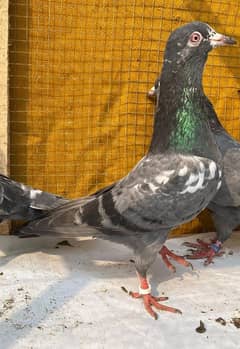 cheena pigeons bredr pair avil