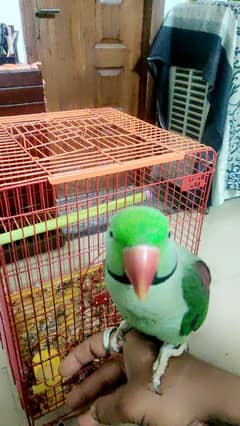 tame talking raw parrot for sale