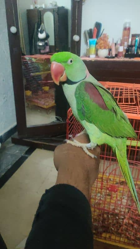 tame talking raw parrot for sale 1