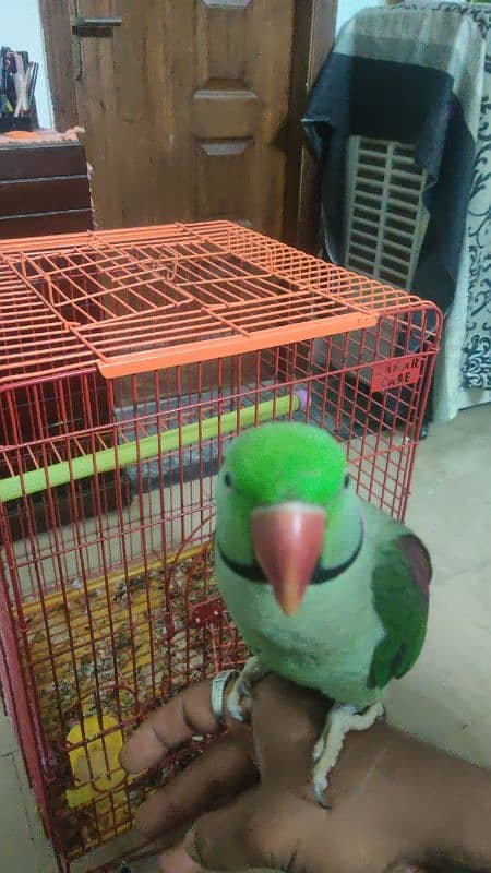 tame talking raw parrot for sale 2