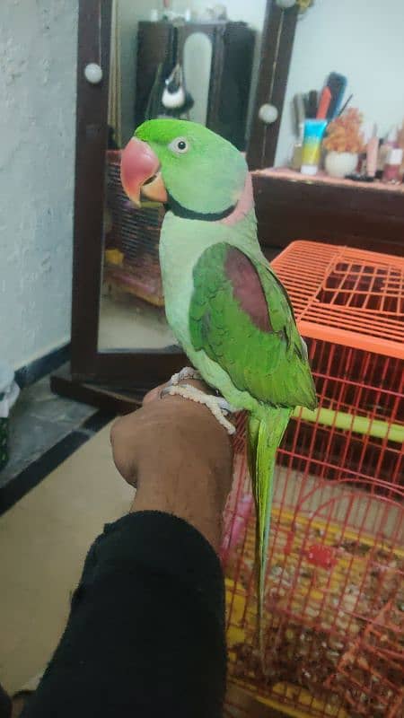 tame talking raw parrot for sale 3