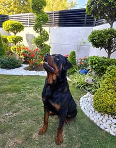 Rottweiler Male For Sale