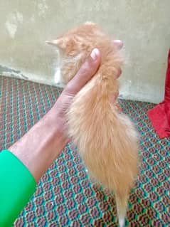 persian kitten